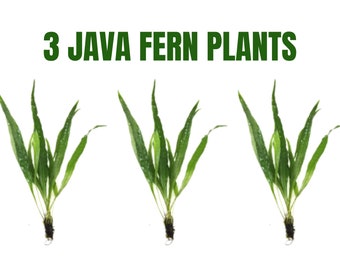 BUY2GET1FREE Java Fern Microsorum pteropus Easy Live Aquarium Plants