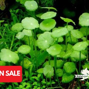 BUY 2 GET 1 FREE Pennywort (Hydrocotyle Sp)-Easy Live Aquarium Pond Aquatic Plant