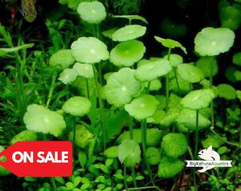 BUY 2 GET 1 FREE Pennywort (Hydrocotyle Sp)-Easy Live Aquarium Pond Aquatic Plant