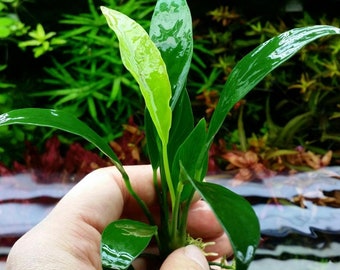 BUY 2 GET 1 FREE (Potted) Anubias Congensis-Easy Live Aquarium Pond Aquatic Plant