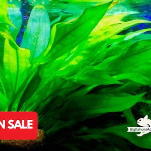 May include: A close-up of a lush green aquatic plant with long, narrow leaves. The plant is submerged in water and appears to be growing in a tank or aquarium. The text "ON SALE" is visible in the lower left corner of the image.