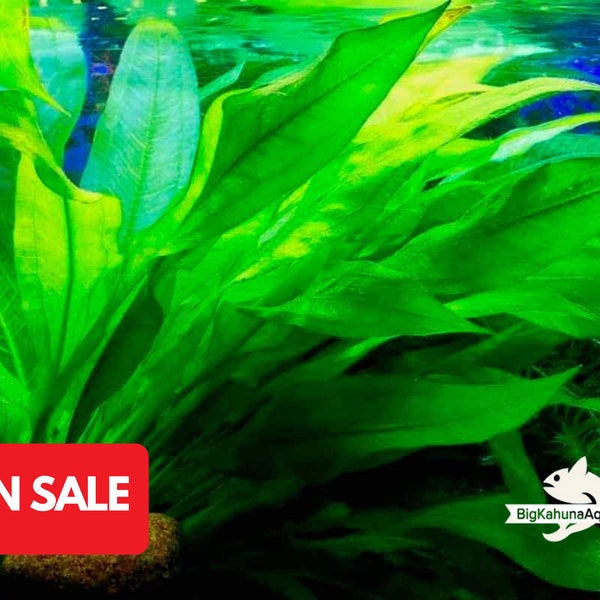 BUY2GET1FREE Amazon Sword Plants | Large Echinodorus sp Live Aquarium Pond Plants