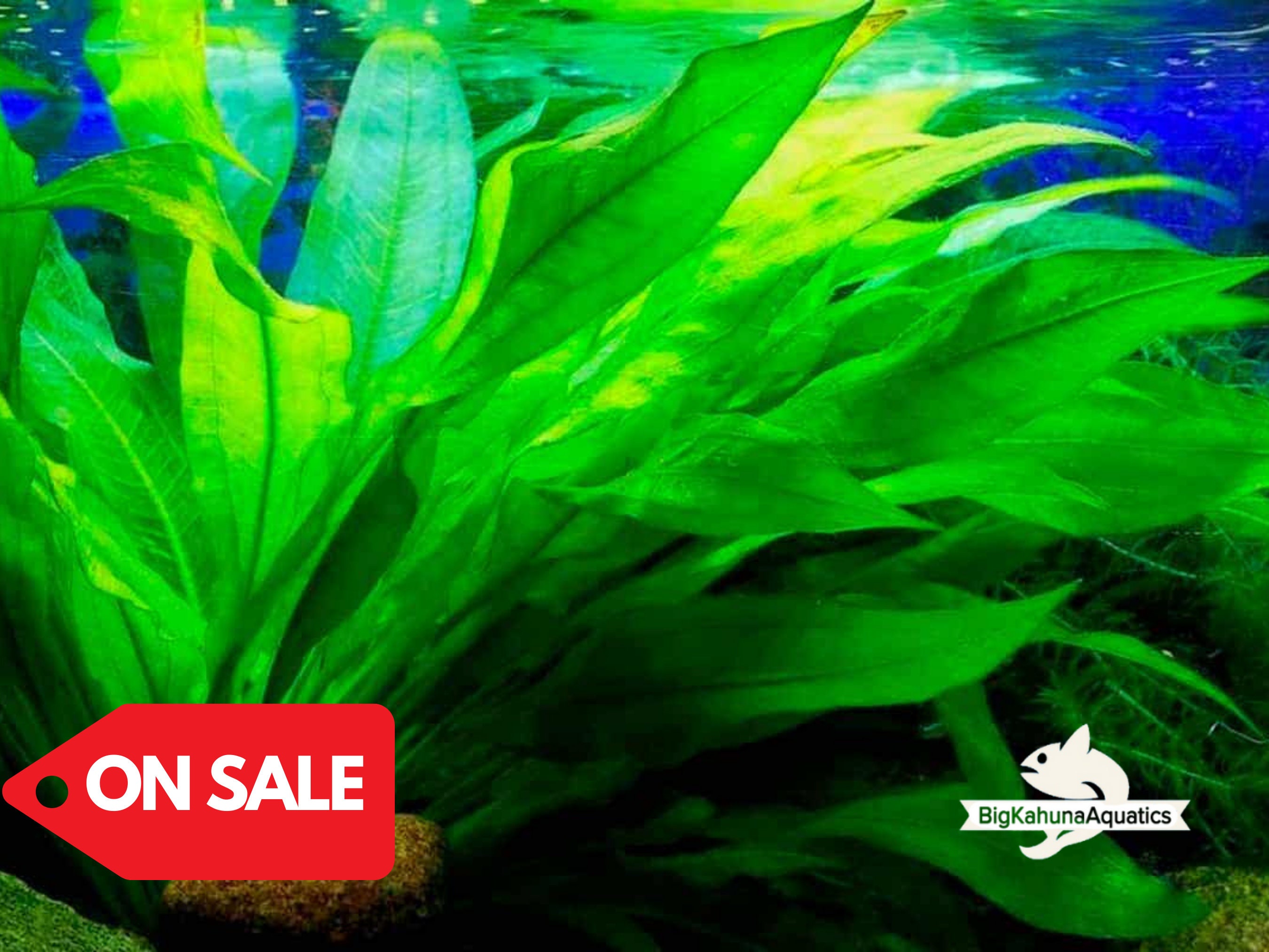 Amazon Aquatic Plants