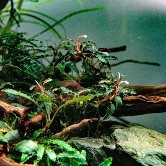 BUY2GET1FREE Bucephalandra 'godzilla' Purple Buce Plant Easy Live