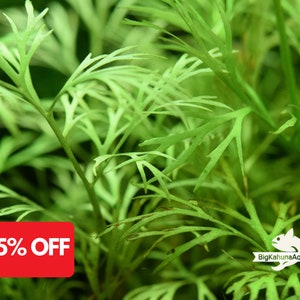 May include: A close-up of a green aquatic plant with delicate, feathery leaves. The plant is in focus, while the background is blurred. A red tag with the text "25% OFF" is visible in the foreground. The text "BigKahunaAquatics" is visible in the lower right corner of the image.