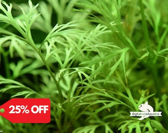 BUY 2 GET 1 FREE Water Sprite Lace Leaf (Water Fern, Indian Fern)-Easy Live Aquarium Pond Aquatic Plant