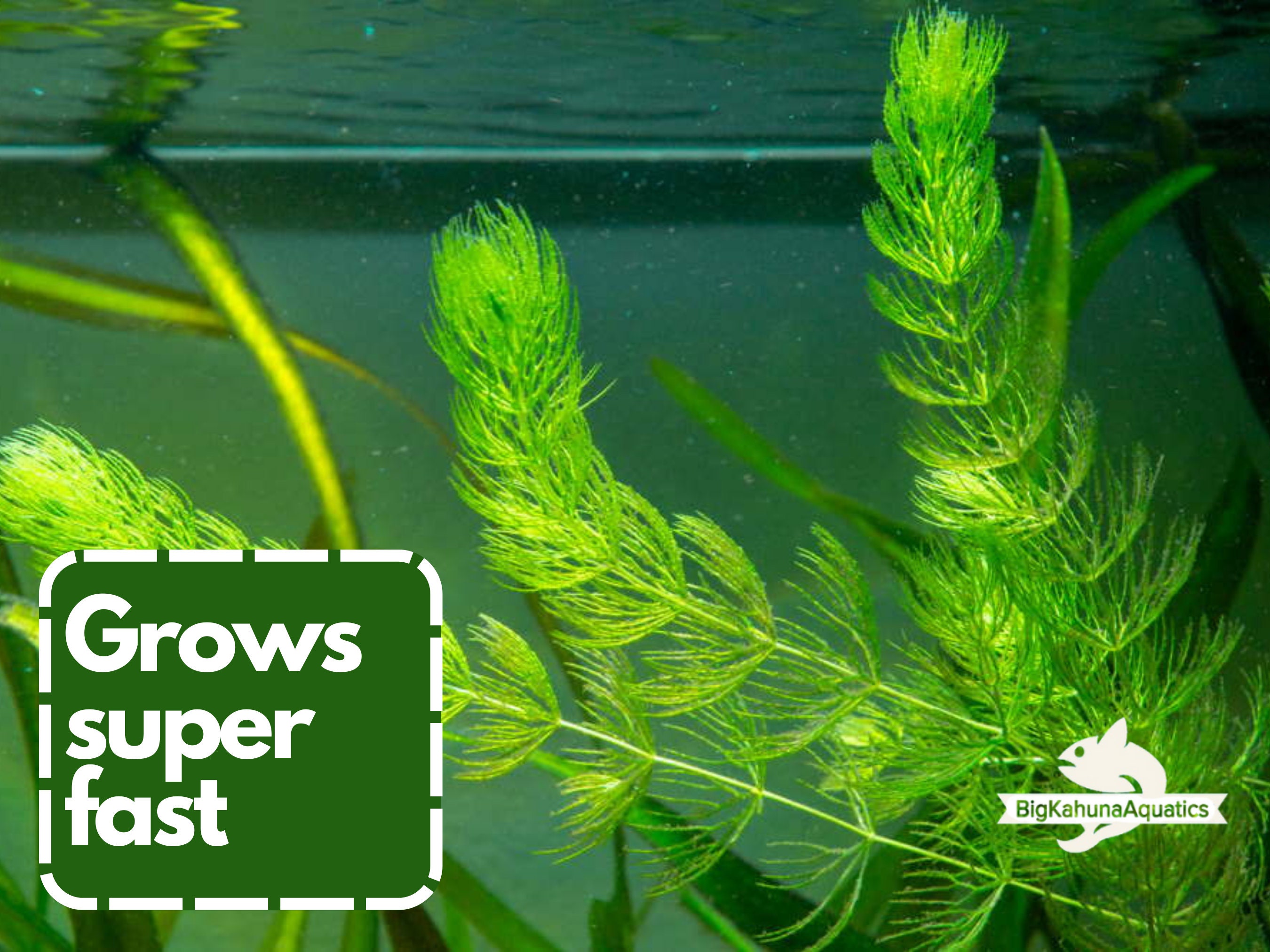 Buy 2 Get 1 FREE Hornwort (Coontail) Live Aquarium Plants - Beginner Friendly