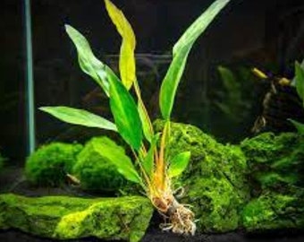 BUY 2 GET 1 FREE (Potted) Anubias Frazeri-Easy Live Aquarium Pond Aquatic Plant