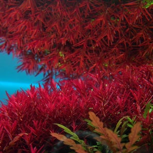 COMPRA 2 Y LLÉVATE 1 GRATIS Rotala Vietnam H'Ra-Easy Planta acuática viva para estanque de acuario