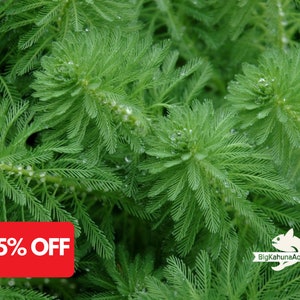 BUY2GET1FREE Parrot Feather (Myriophillum Brasillensis) | Live Aquarium Pond Plants