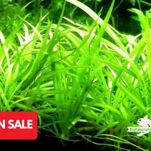 Buy 2 Get 1 Free Dwarf Sagittaria (Sagittaria Subulata, Narrow-leaved arrowhead)-Easy Live Aquarium Pond Aquatic Plant