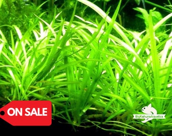 Buy 2 Get 1 Free Dwarf Sagittaria (Sagittaria Subulata, Narrow-leaved arrowhead)-Easy Live Aquarium Pond Aquatic Plant