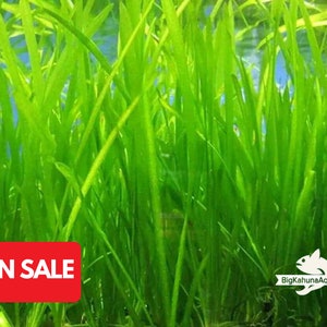 BUY2GET1FREE Jungle ValVallisneria Americana 100% Pest Free Aquarium Plant Aquatic Plant image 2