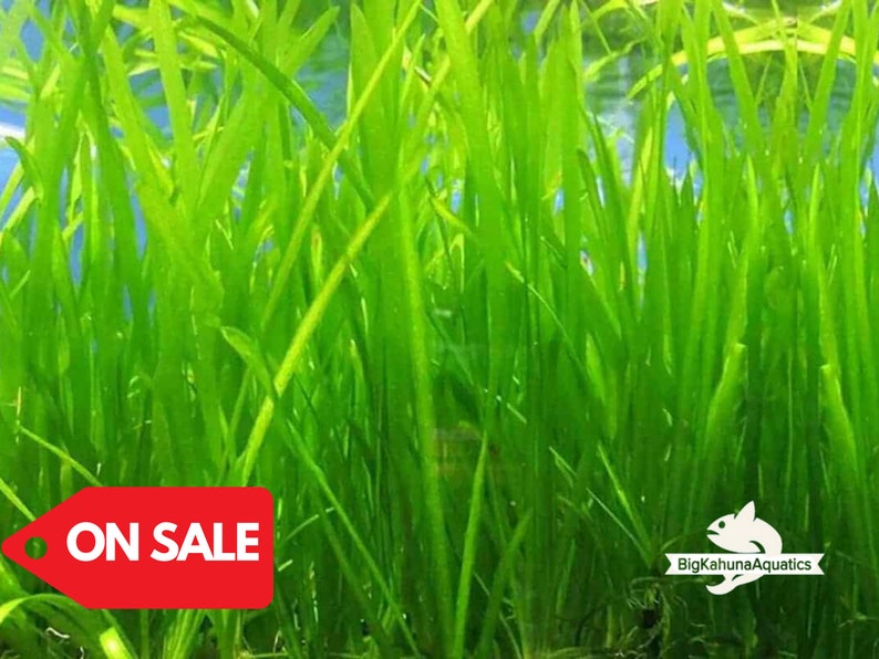 BUY2GET1FREE Jungle ValVallisneria Americana 100% Pest Free Aquarium Plant Aquatic Plant image 2