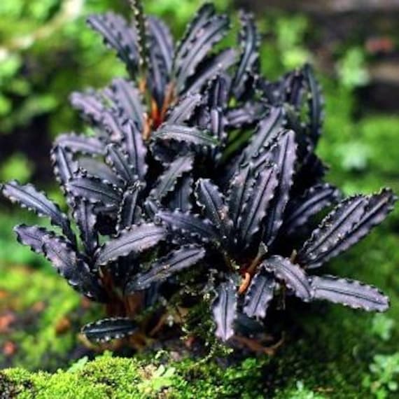 BUY2GET1FREE Bucephalandra 'godzilla' Purple Buce Plant Easy Live