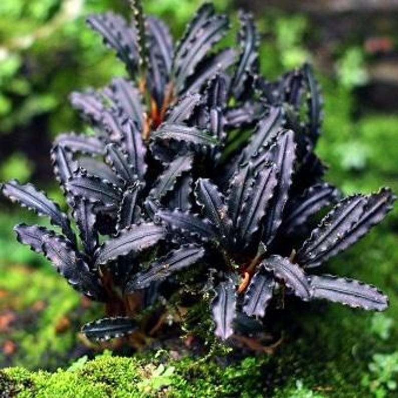 May include: A close-up of a Bucephalandra plant with dark, almost black, leaves. The leaves have a textured, rippled appearance and are arranged in a dense cluster. The plant is surrounded by green moss.