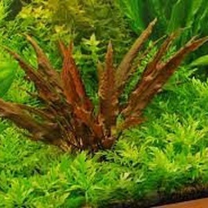 BUY2GET1FREE Cryptocoryne Wendtii Red Crypt Wendtii Red Easy Live Aquarium Plants Betta Fish Plants image 3