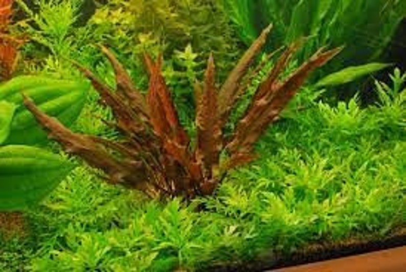BUY2GET1FREE Cryptocoryne Wendtii Red Crypt Wendtii Red Easy Live Aquarium Plants Betta Fish Plants image 3