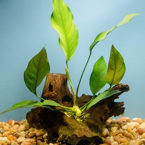May include: A green plant with large leaves growing out of a piece of driftwood. The driftwood is surrounded by small, smooth, brown and white pebbles.