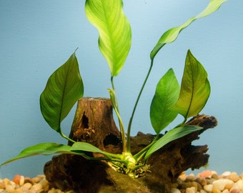 Large Anubias on Driftwood Live aquarium pond plant