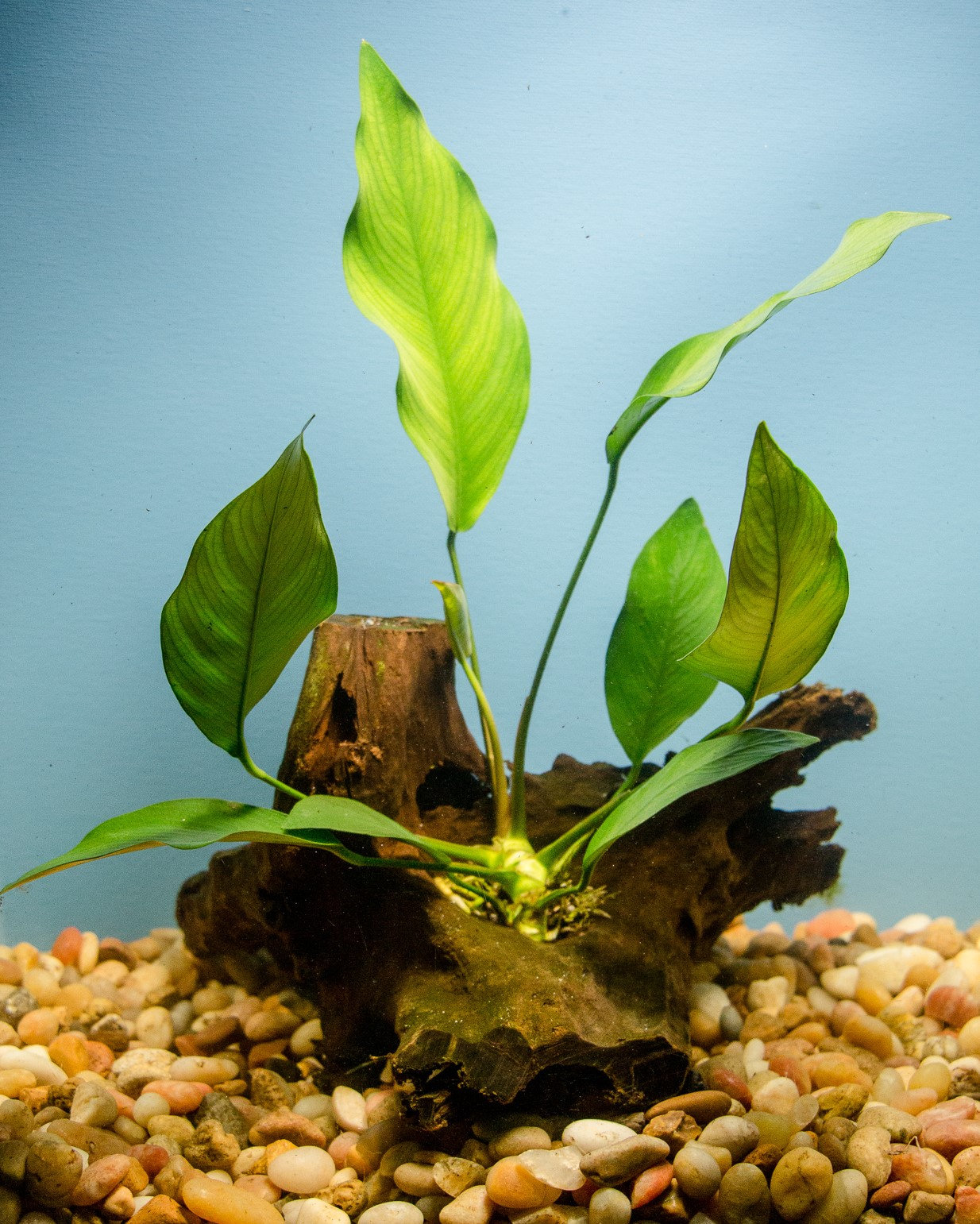 EmoursTM Aquarium Sinkable Driftwood Fish Tank Decoration (M(8