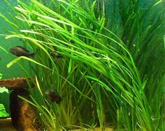 BUY2GET1FREE Jungle Val(Vallisneria Americana)  100% Pest Free | Aquarium Plant | Aquatic Plant