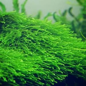 BUY2GET1FREE Java Moss, Bogor Moss Aquarium Plant | Easy Aquarium Plant | Snail Free Plant