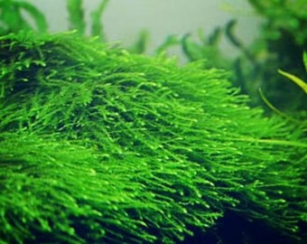 BUY2GET1FREE Java Moss, Bogor Moss Aquarium Plant | Easy Aquarium Plant | Snail Free Plant