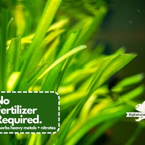 BUY2GET1FREE Jungle ValVallisneria Americana 100% Pest Free Aquarium Plant Aquatic Plant image 5