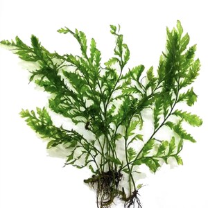 May include: A bunch of green aquatic plants with feathery leaves and a root system.