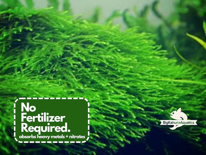 Buy BUY2GET1FREE Java Moss Bogor Moss Aquarium Plant Easy Online in