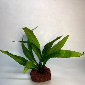 May include: A vibrant green aquatic plant with long, slender leaves, attached to a reddish-brown, porous rock base. The plant's leaves have a textured surface, and the overall appearance is fresh and natural.