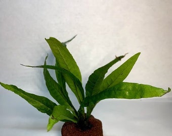 Java Fern on Lava Rock Live Aquarium Pond Plant