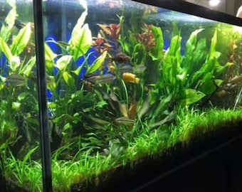BULK Dwarf Sagittaria Subulata Dwarf Sag Live Aquarium Plants Aquatic Carpet Plant