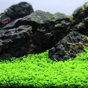 May include: A close-up of a lush green carpet of aquatic plants in a fish tank. The plants are growing in a thick, dense layer, covering the bottom of the tank. There are several large, dark gray rocks scattered throughout the tank, creating a natural and visually appealing landscape.