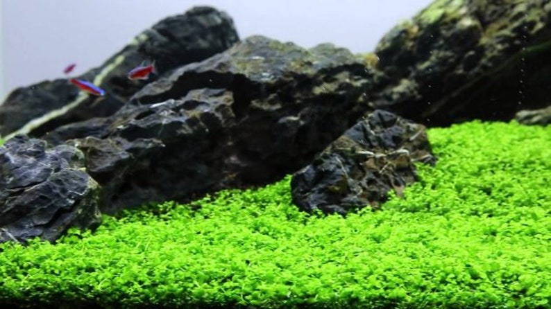 May include: A close-up of a lush green carpet of aquatic plants in a fish tank. The plants are growing in a thick, dense layer, covering the bottom of the tank. There are several large, dark gray rocks scattered throughout the tank, creating a natural and visually appealing landscape.