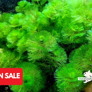 BUY2GET1FREE Cabomba Caroliniana Easy Live Aquarium Plants Aquatic Plants