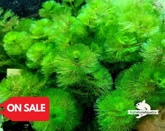 BUY2GET1FREE Cabomba Caroliniana Easy Live Aquarium Plants Aquatic Plants