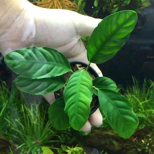 BUY2GET1FREE  Anubias Coffefolia pot Live Aquarium Pond Plants