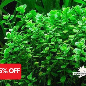 BUY2GET1FREE Moneywort | Live Aquarium Plant | Snail Free | Live Arrival Guarantee | Aquatic Plant