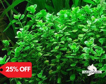 BUY2GET1FREE Moneywort | Live Aquarium Plant | Snail Free | Live Arrival Guarantee | Aquatic Plant