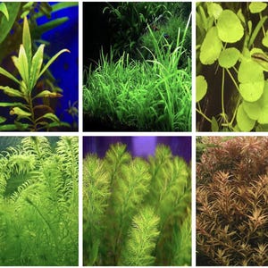 May include: A collage of six images showcasing various aquatic plants. The plants display a range of green hues, from vibrant to muted tones. The images highlight different leaf shapes and textures, suitable for aquarium decoration.