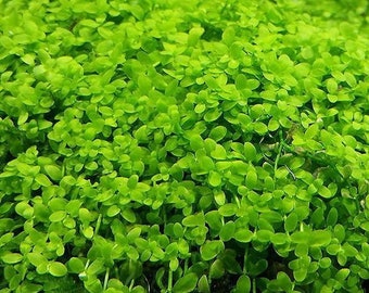 BUY2GET1FREE Monte Carlo Micranthemum Monte Carlo Easy Carpet Live Aquarium Plants