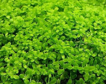 BUY2GET1FREE Monte Carlo Micranthemum Monte Carlo Easy Carpet Live Aquarium Plants