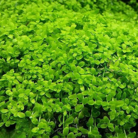 BUY2GET1FREE Monte Carlo Micranthemum Monte Carlo Easy Carpet Live Aquarium Plants