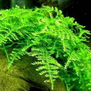 May include: A close-up of a vibrant green aquatic plant with feathery leaves. The plant is growing on a rock and appears to be thriving in a freshwater aquarium.