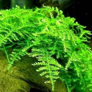 BUY 2 GET 1 FREE Christmas Moss Xmas Moss Vesicularia montagnei Easy Live Aquarium Plants Willow Moss