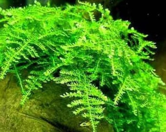 BUY 2 GET 1 FREE Christmas Moss Xmas Moss Vesicularia montagnei Easy Live Aquarium Plants Willow Moss