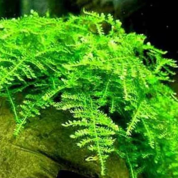 BUY 2 GET 1 FREE Christmas Moss Xmas Moss Vesicularia montagnei Easy Live Aquarium Plants Willow Moss