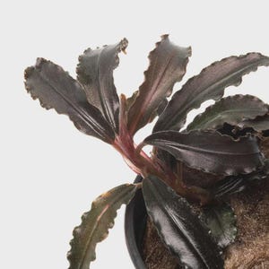 May include: Close-up of a Bucephalandra plant with dark green and burgundy leaves. The plant has a textured appearance and is in a black pot. The leaves have a wavy edge. The plant is a popular choice for aquascaping.